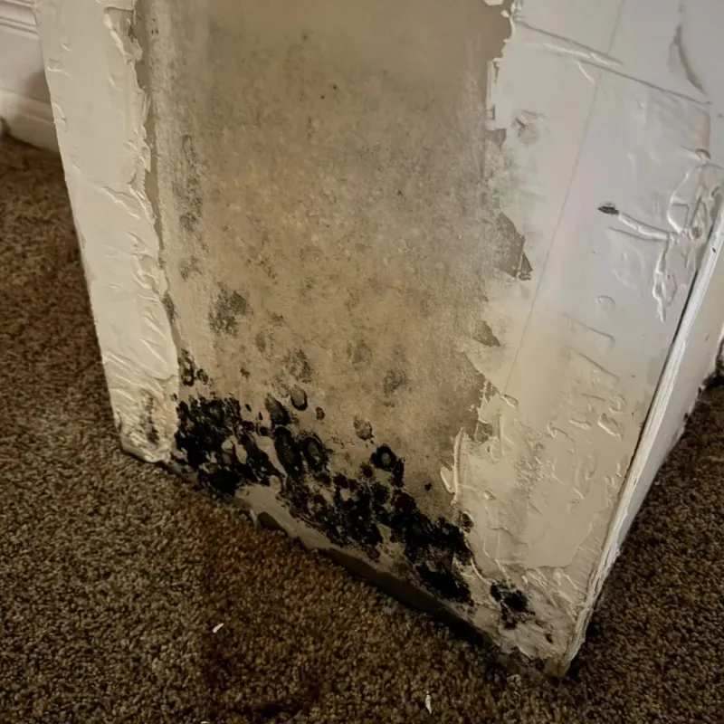 Professional Mold Removal in Vidalia, LA